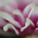 DSCF5774