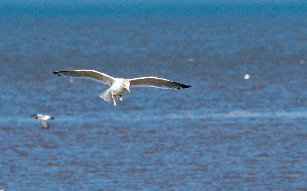 Gull in flight4