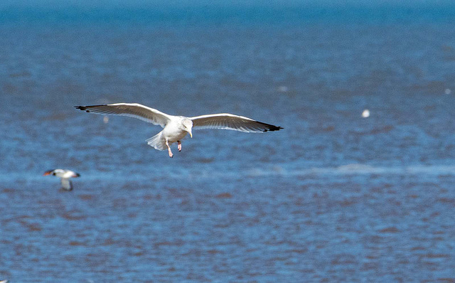 Gull in flight4