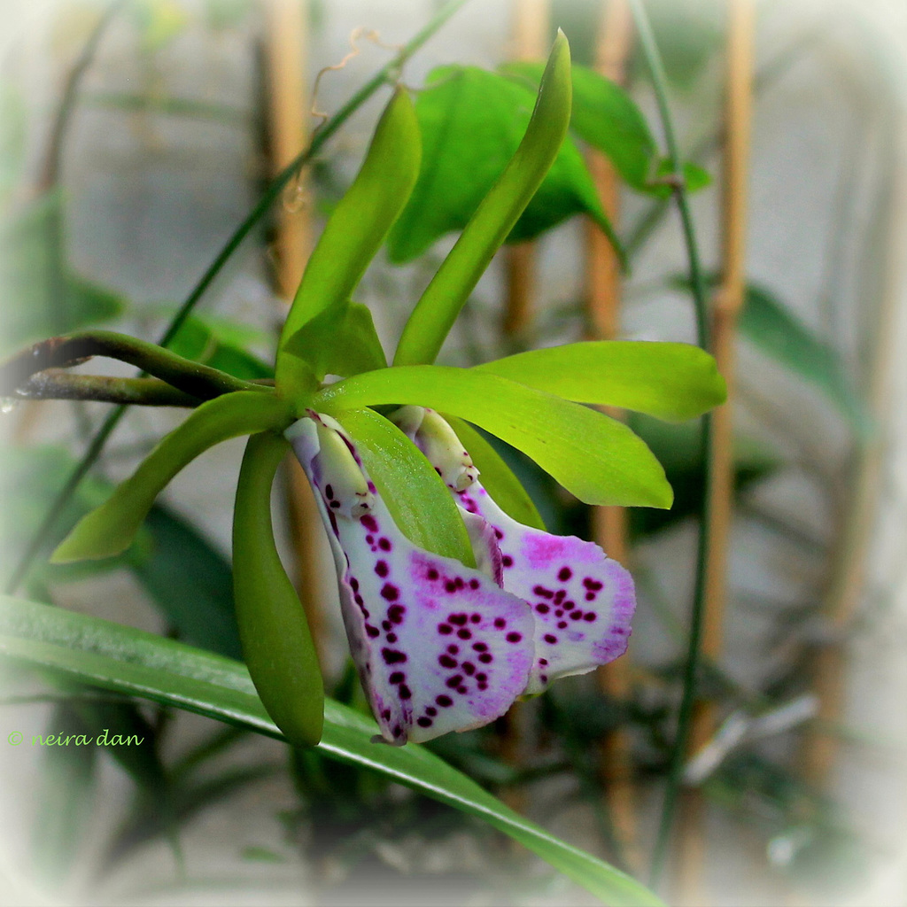 Brassocattleya binosa  (4)