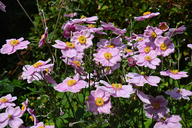 Pink Anenomes