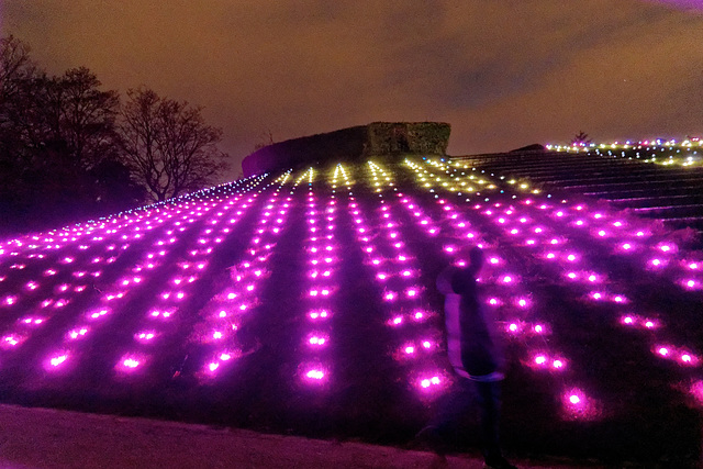 Fleurs de lumière sur la colline