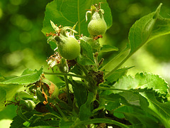 20230531 0395CPw [D~LIP] Apfelbaum (Malus pumila), UWZ, Bad Salzuflen