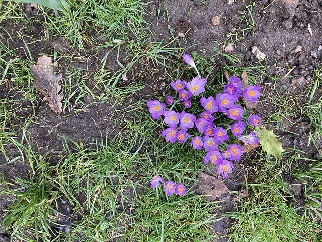 Crocuses