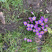 Crocuses