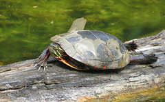 Carapace shedding.