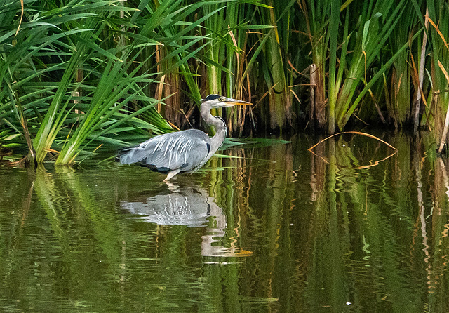 Heron