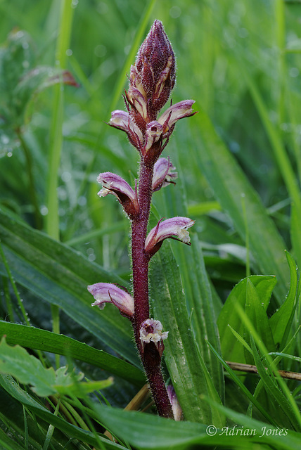 Common Broomrape (Orobanche minor)