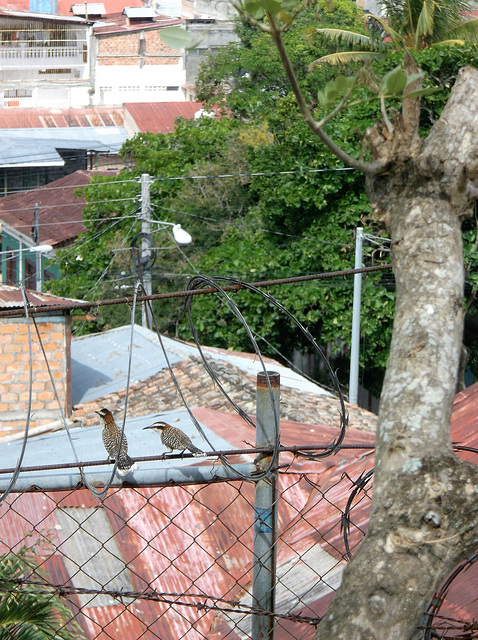 Oiseaux barbelés