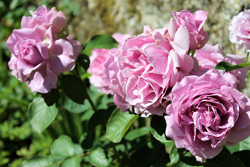 Have a nice week end my friends