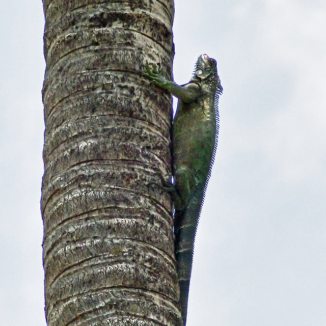 Common (?) Iguana / Iguana iguana, Nariva Swamp, Trinidad