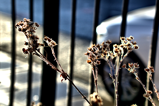 In The Low Winter Sun