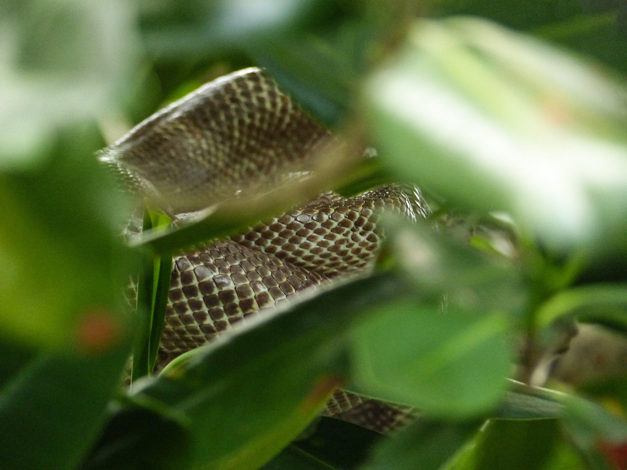 (Ruschenberger?) Tree Boa, Caroni Swamp, Trinidad