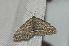 DSC 0417a