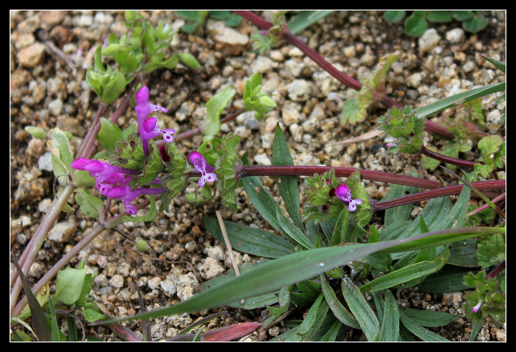 Lamium amplexicaule (1)