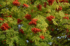 Ягоды рябины / Rowan berries