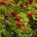 Ягоды рябины / Rowan berries