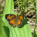 Pearl Crescent