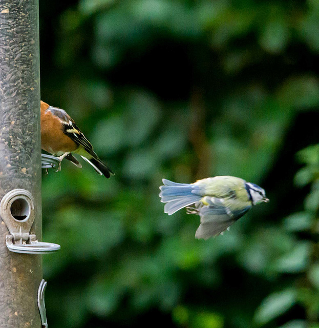 Blue tit in flight.3jpg