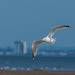 Gull in flight5