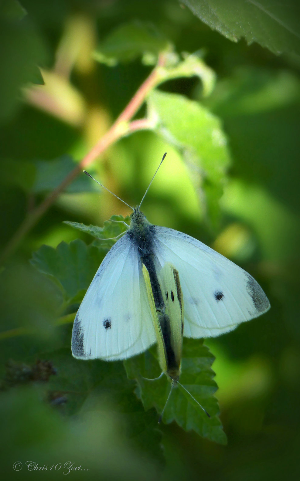 Small white butterflies ~ Klein koolwitjes (Pieris rapae) in Love ♥ ...