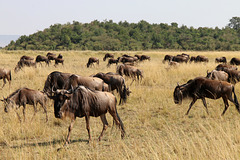 Grazing before the river crossing