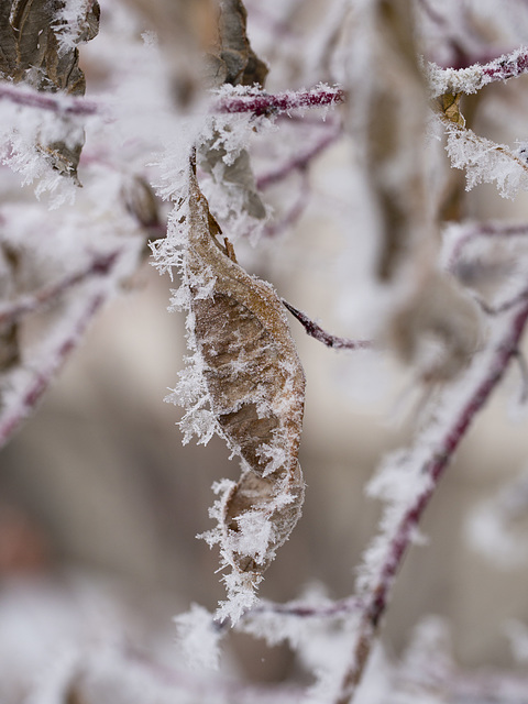 Frosty Leaf