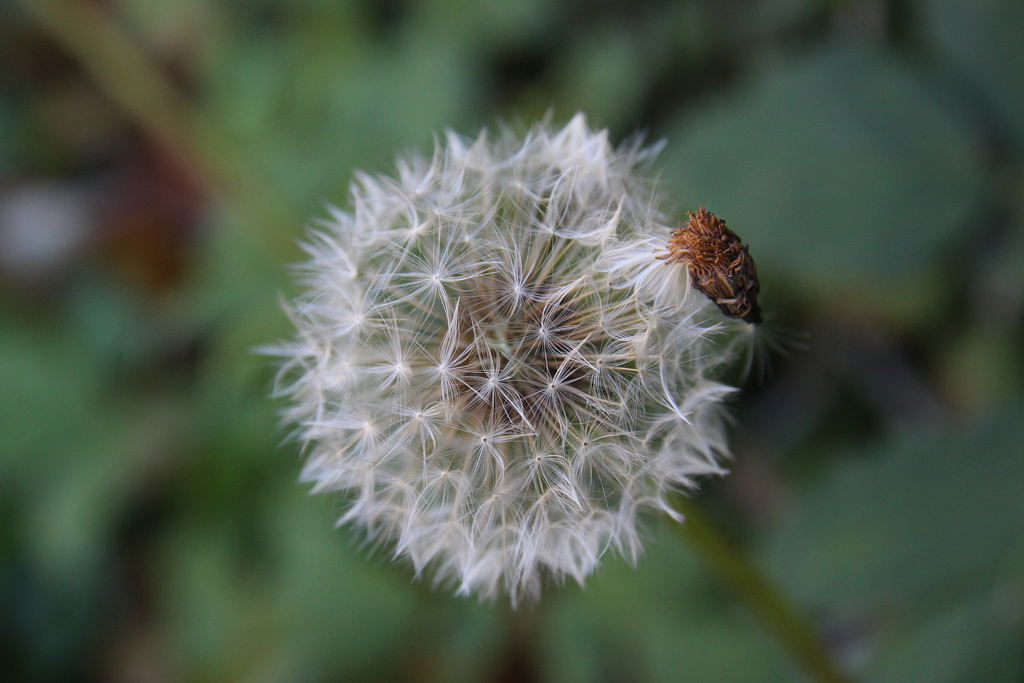 Löwenzahn, Pusteblume