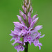 Common Spotted Orchid (Dactylorhiza fuchsii)