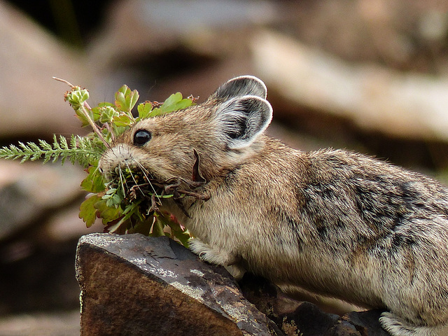 Gathering food for the winter