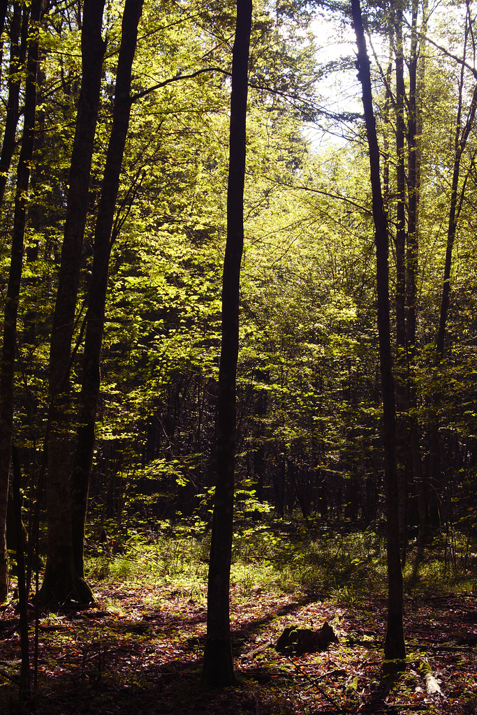 Białowieża forest