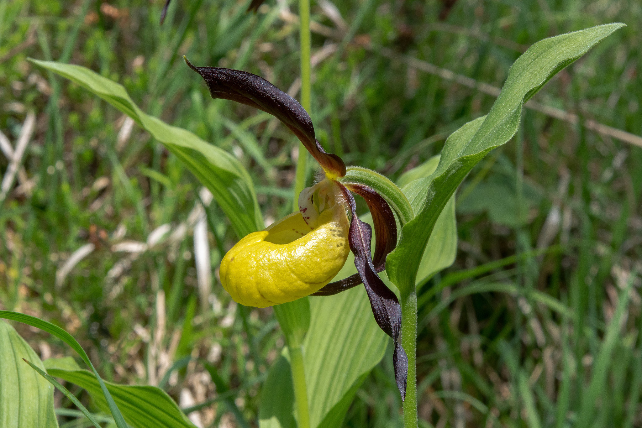 Cypripedium calceolus, Frauenschuh - 2017-06-01_D500_DSC1806