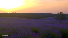 Puesta de sol en los campos de lavanda