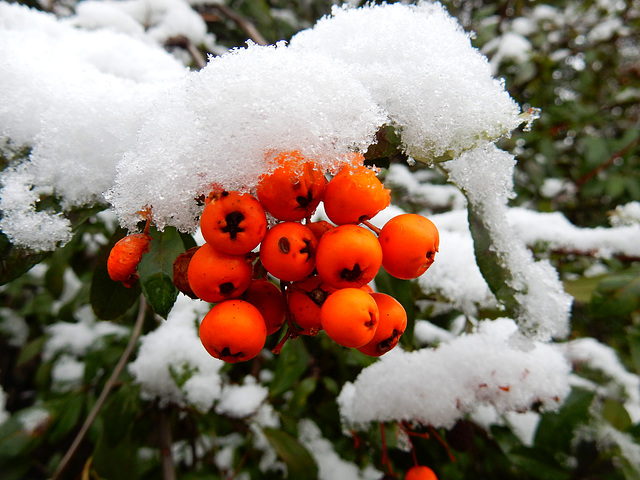 "Schneebeeren"