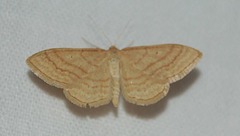 DSC 0414a