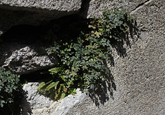 Asplenium ruta - muraria  , doradille des murs