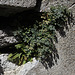 Asplenium ruta - muraria  , doradille des murs