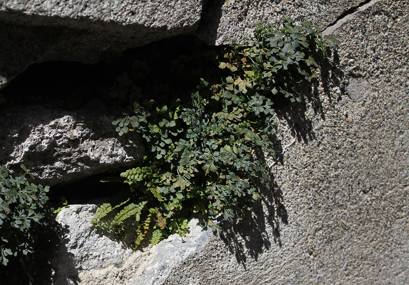 Asplenium ruta - muraria  (2)