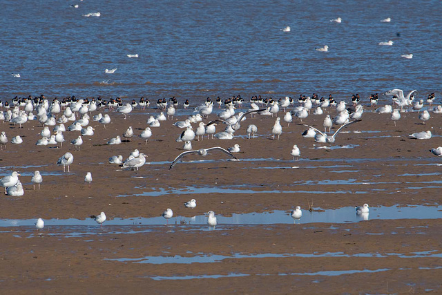 Gulls, Hoylake shore