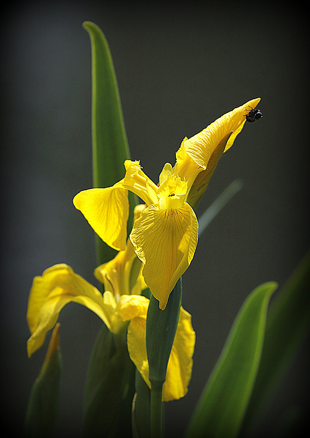 Iris des marais