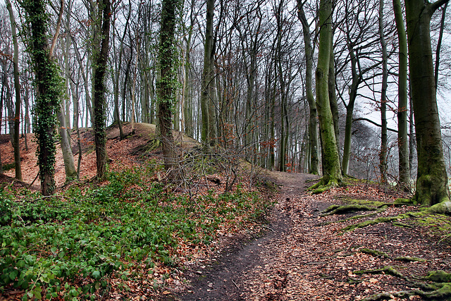 Wäldchen an der Dünnebecke (Witten) / 11.02.2023