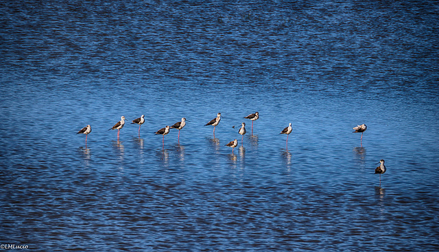 Doñana