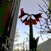 SSC amaryllis