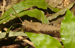 IMG 8424grasshopper