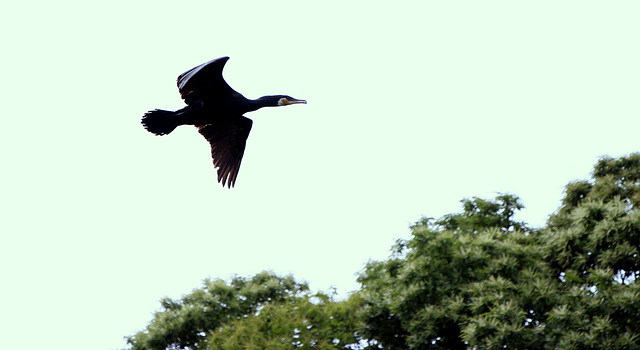 cormoran