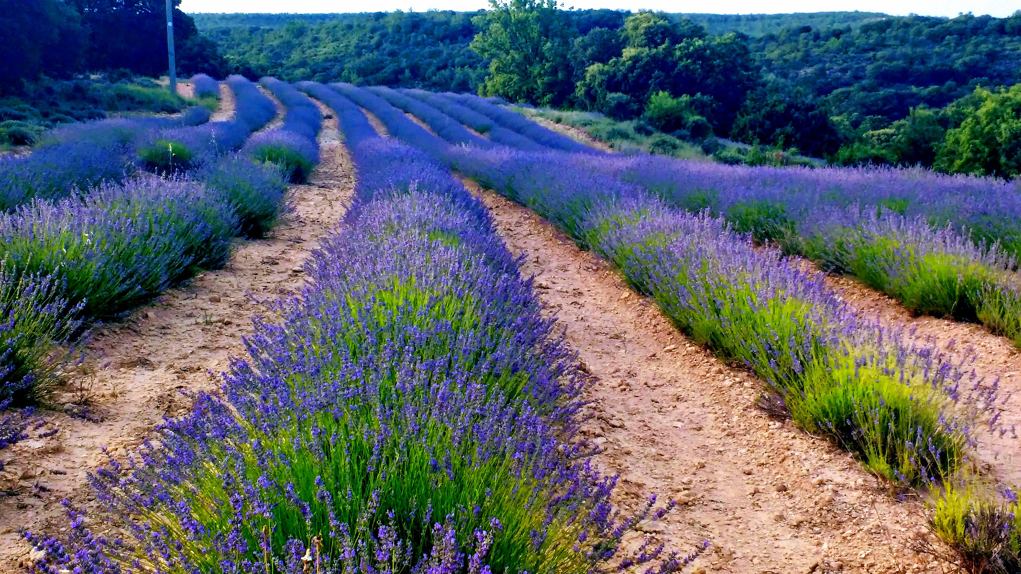 Campos de Lavanda