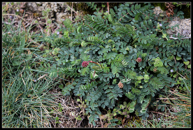 Sanguisorba minor  (1)