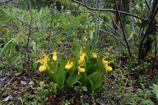 Large Northern Yellow Lady's Slipper