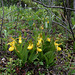 Large Northern Yellow Lady's Slipper