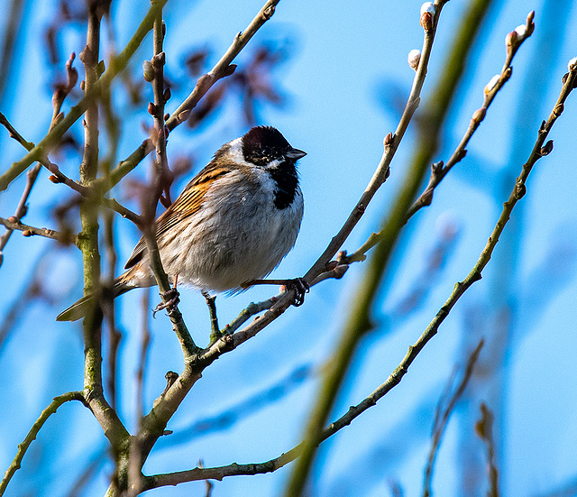 Reed bunting